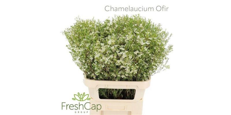 Chamelaucium Ofir 80cm A1