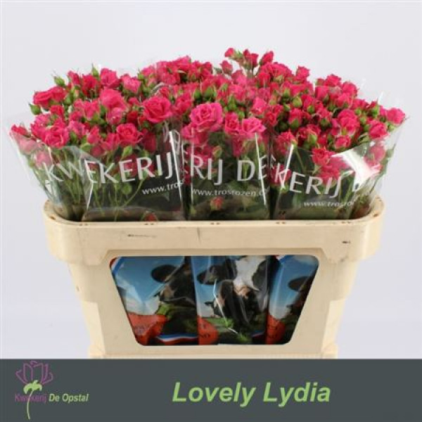 Rose Tr Lovely Lydia 70cm A1