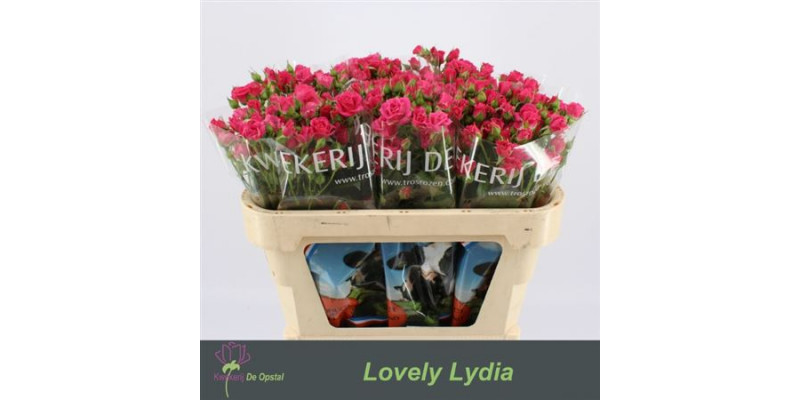 Rose Tr Lovely Lydia 70cm A1