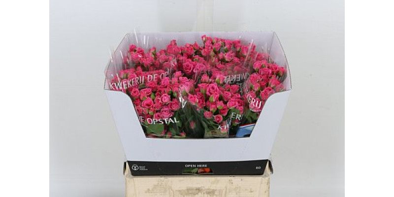 Rose Tr Lovely Lydia 60cm A1