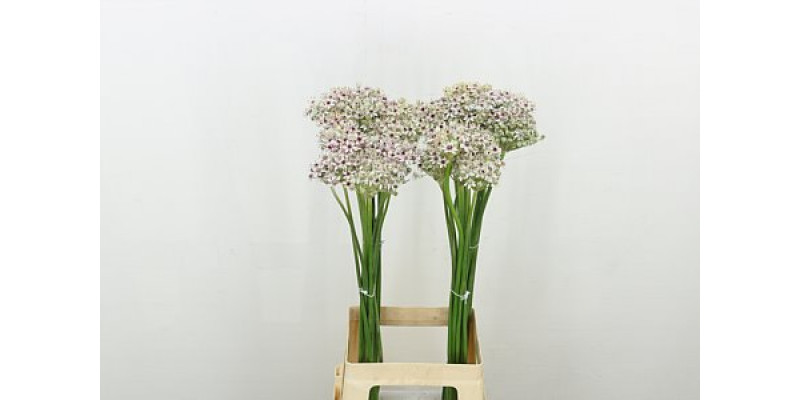 Allium Silverspring 80cm A1