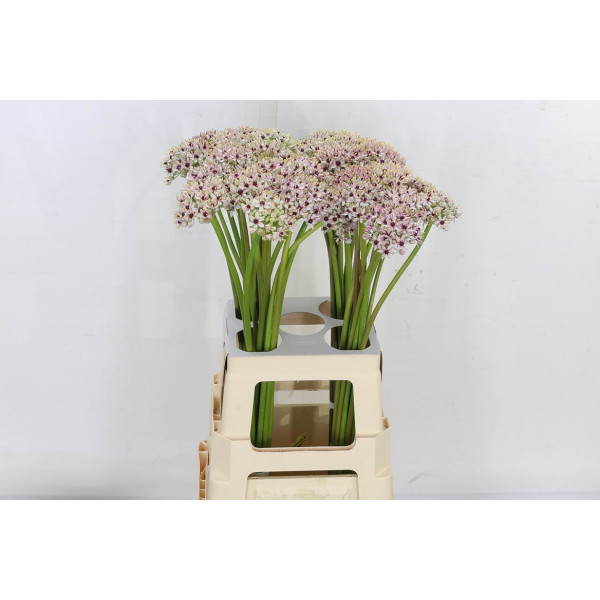 Allium Silverspring 90cm 90 cm A1