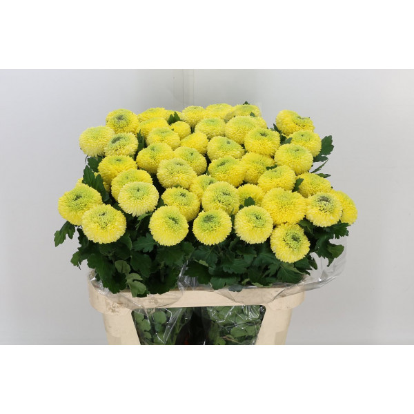 Chrysanthemums G Yellow Boris B 80cm A1 Col-White