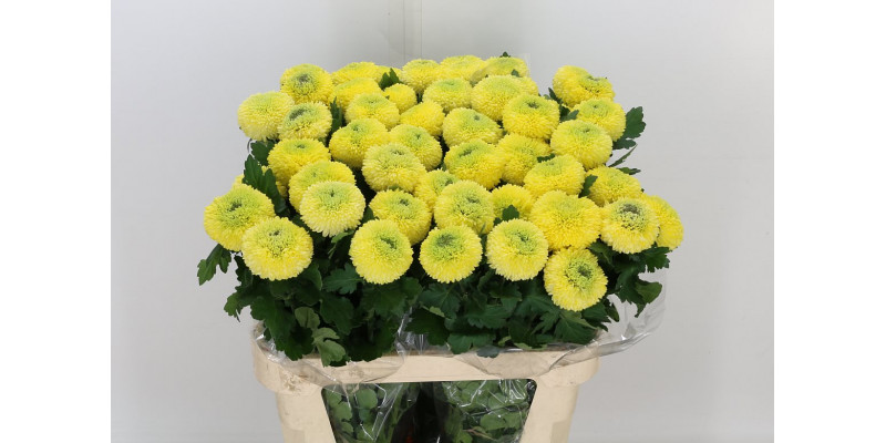 Chrysanthemums G Yellow Boris B 80cm A1 Col-White