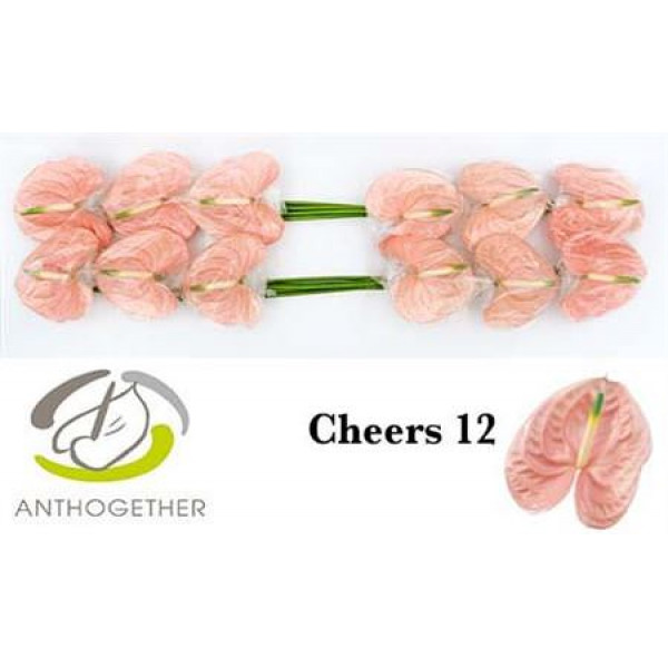 Anth Cheers X12 12cm 12 Col-Peach