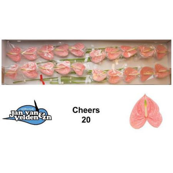 Anthurium Cheers X20 20 Col-Peach