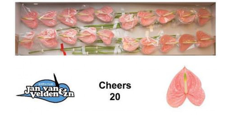 Anthurium Cheers X20 20 Col-Peach