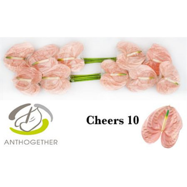 Anthurium A Cheers 10 A1