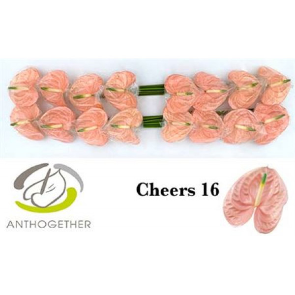 Anthurium A Cheers 16  A1