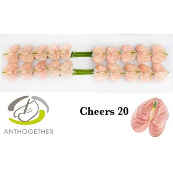 Anthurium A Cheers 20  A1