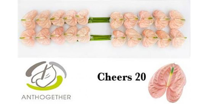 Anthurium A Cheers 20  A1