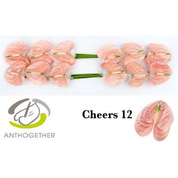 Anthurium A Cheers 12 0cm A1