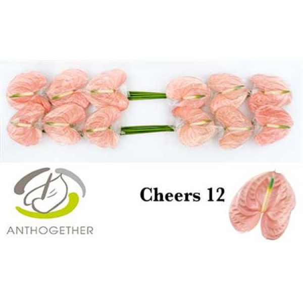 Anthurium A Cheers 12  A1