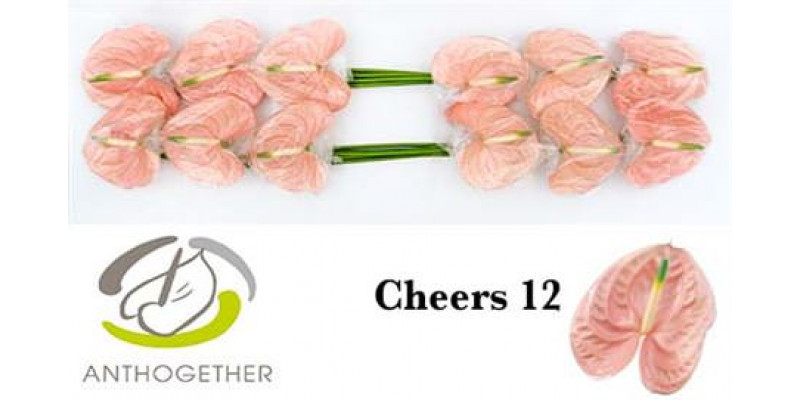 Anthurium A Cheers 12  A1
