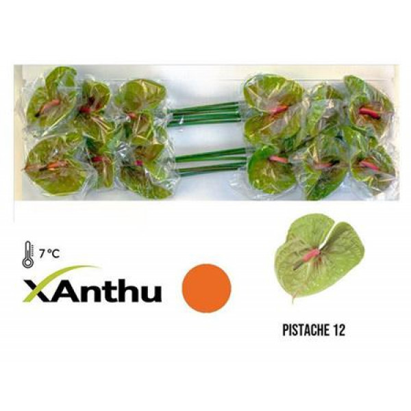 Anthurium Pistache X10 10cm 10 Col-Green