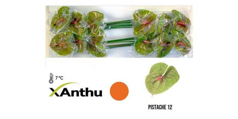 Anthurium Pistache X10 10cm 10 Col-Green