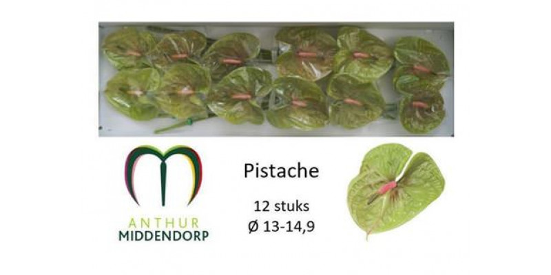 Anthurium Pistache X12 12cm 12 Col-Green