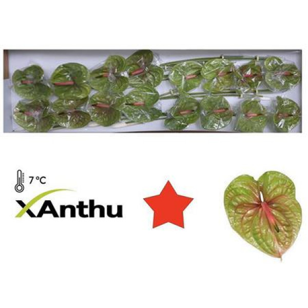 Anthurium Pistache X16 16cm 16 Col-Green