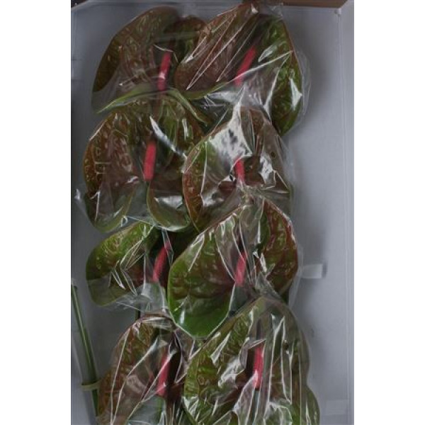 Anthurium Pistache Half 6cm A1