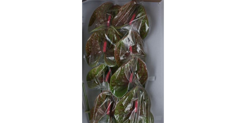 Anthurium Pistache Half 6cm A1