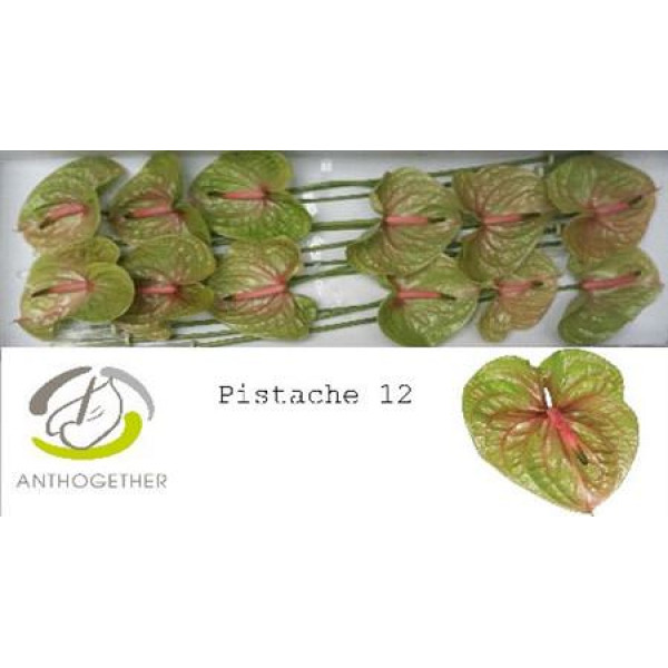 Anthurium A Pistache 12 A1