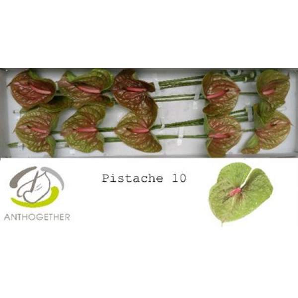 Anthurium A Pistache 10  A1