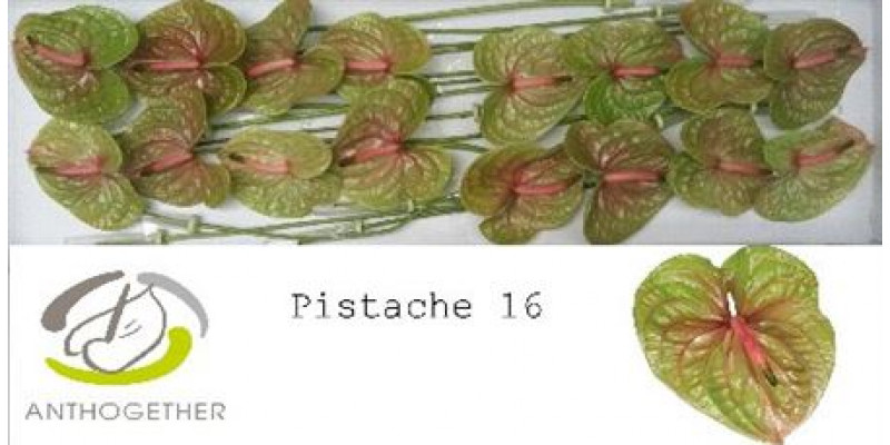 Anthurium A Pistache 16  A1