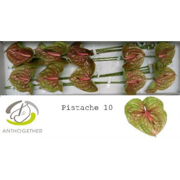 Anthurium A Pistache 10  A1