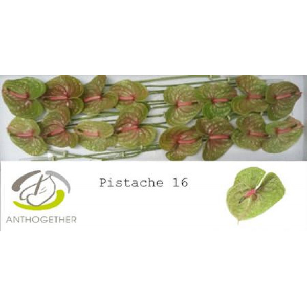 Anthurium A Pistache 16  A1