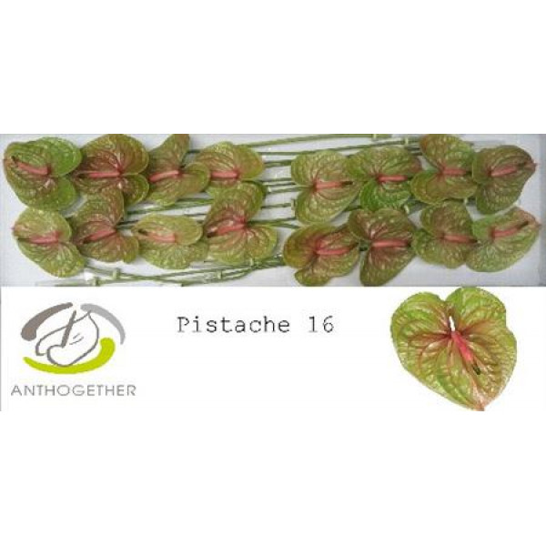 Anthurium A Pistache 16 0cm A1