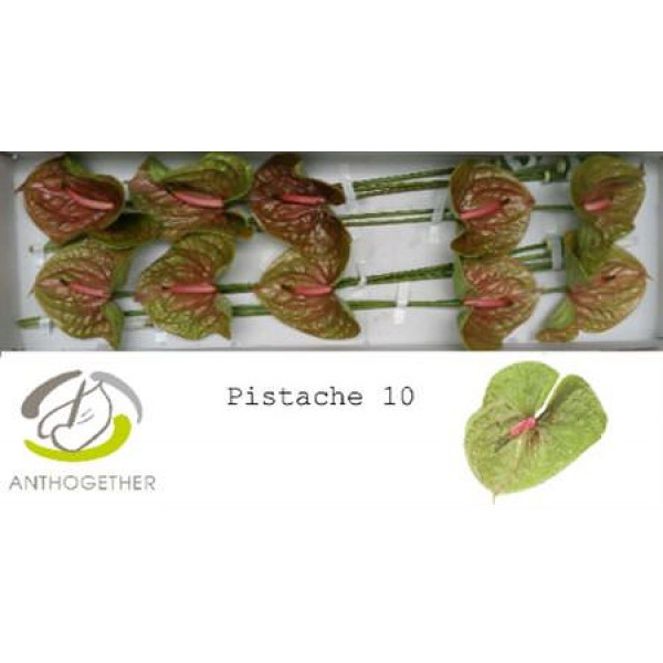 Anthurium A Pistache 10 0cm A1