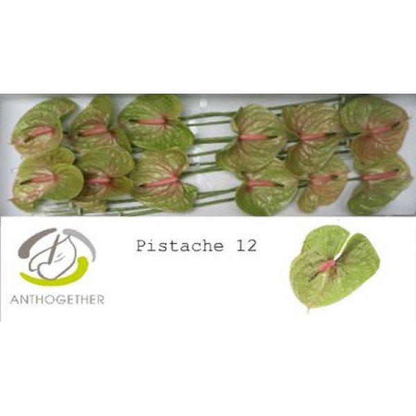Anthurium A Pistache 12  A1