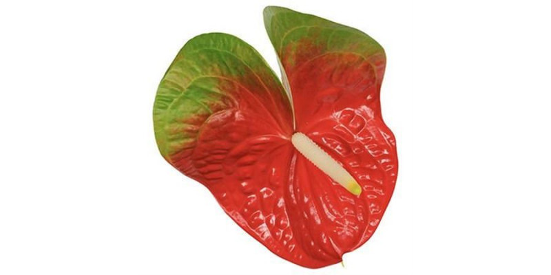 Anthurium Amigo X12 12cm 12 Col-Green