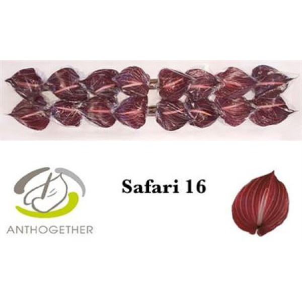 Anthurium Safari X16 16cm 16 Col-Brown