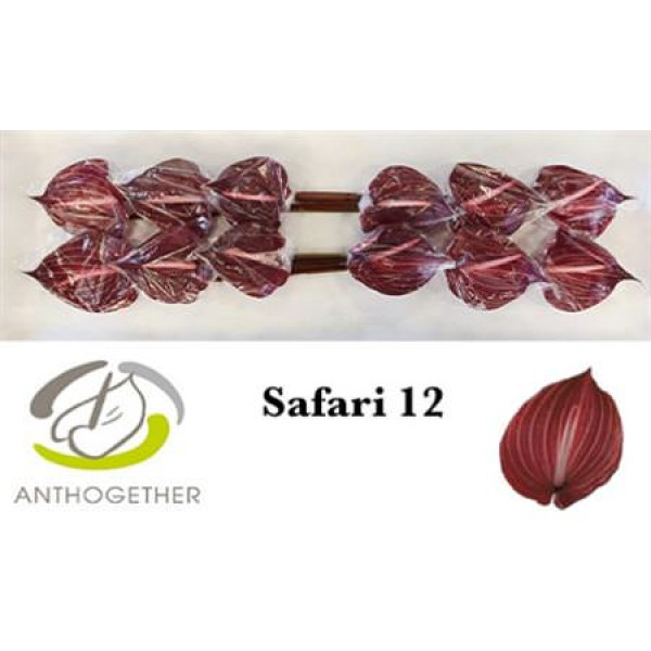 Anthurium A Safari 12  A1