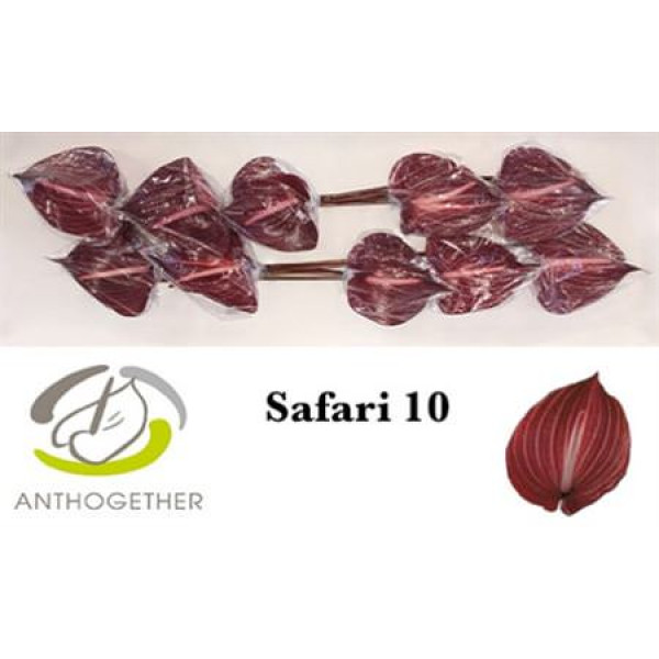 Anthurium A Safari 10  A1