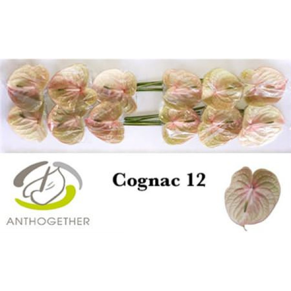 Anthurium A Cognac 12  A1