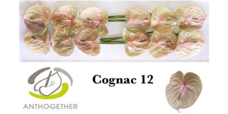 Anthurium A Cognac 12  A1