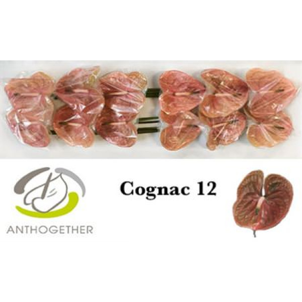 Anthurium A Cognac 12 0cm A1