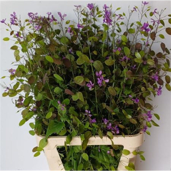Lunaria Ann Paarse P 100 cm A1