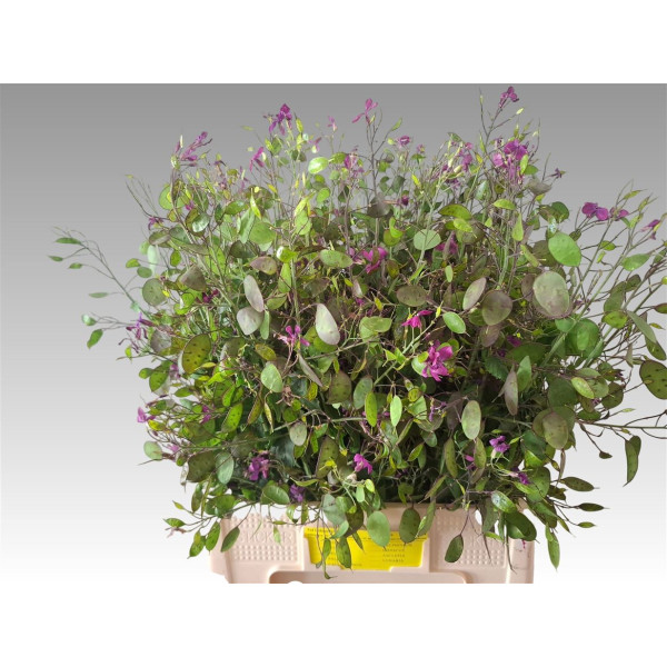 Lunaria Ann Paarse P 75 cm A1
