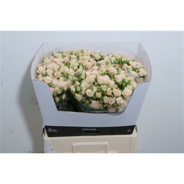 Rose Tr Cream Gracia 60cm A1