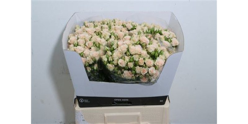 Rose Tr Cream Gracia 60cm A1