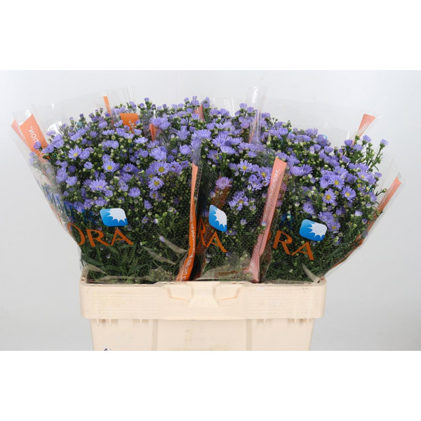 Aster Cassandra 60cm  Col-Purple