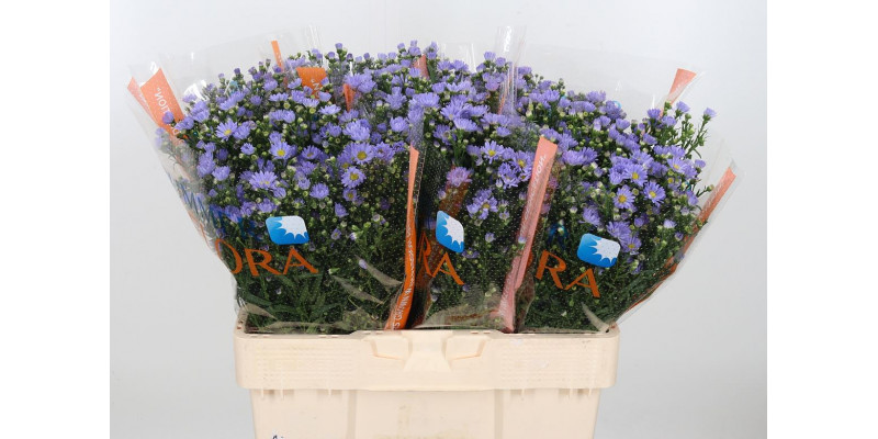 Aster Cassandra 60cm  Col-Purple