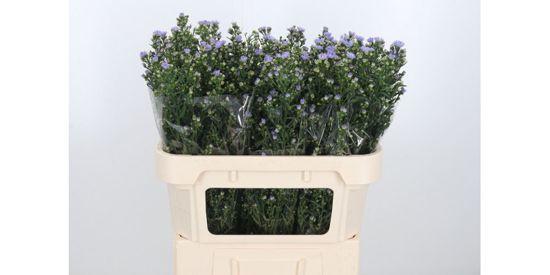 Aster Cassandra 70cm  Col-Purple