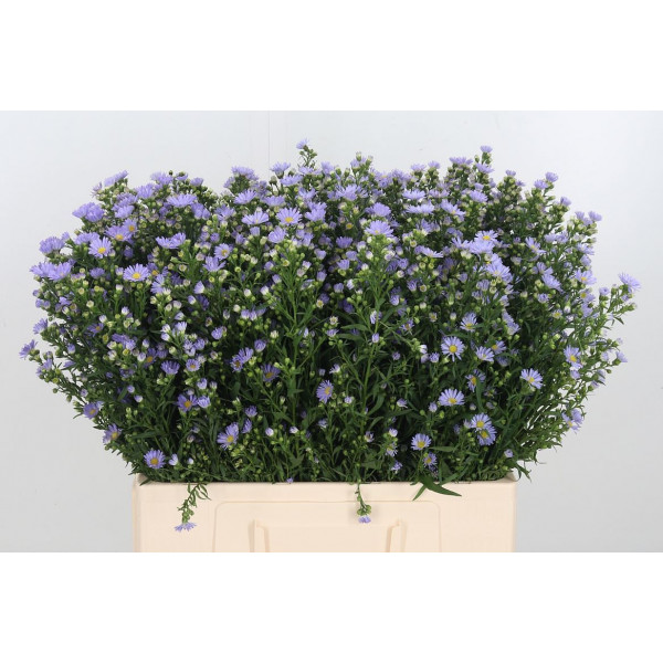 Aster Cassandra 55cm  Col-Purple