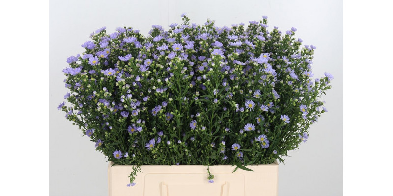 Aster Cassandra 55cm  Col-Purple