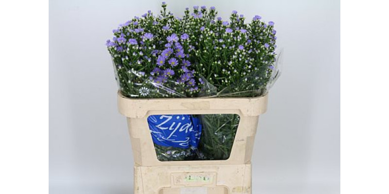 Aster  Cassandra 80cm 0