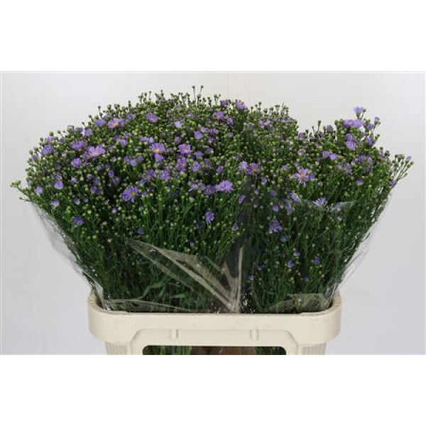 Aster  Cassandra 80 cm A1